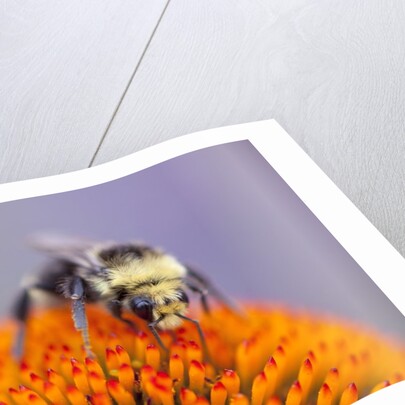 Bee on flower by Anonymous