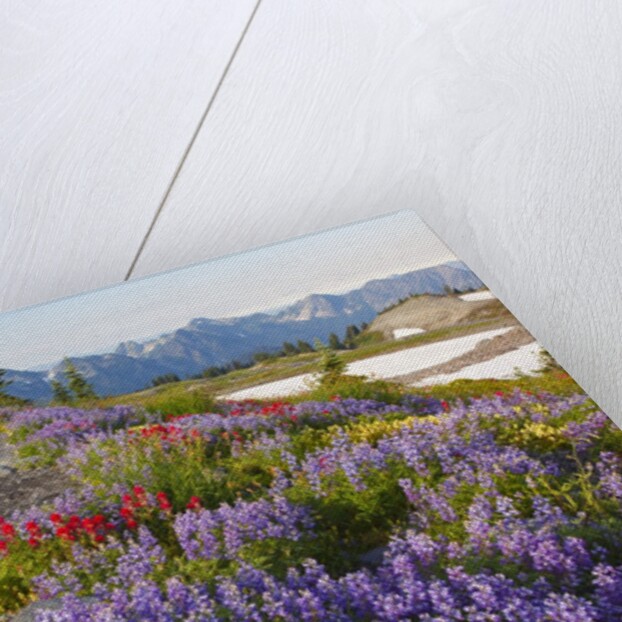 Summer flowers and Tatoosh Mountains, Paradise, Mount Rainier National Park, Washington State by Anonymous