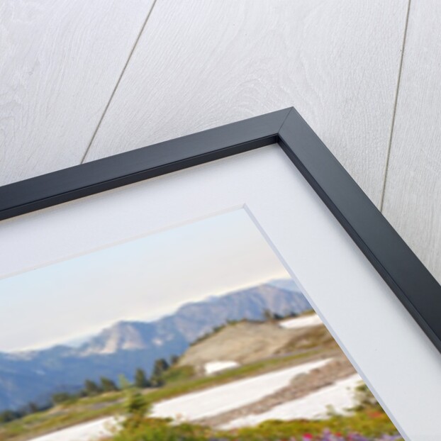 Summer flowers and Tatoosh Mountains, Paradise, Mount Rainier National Park, Washington State by Anonymous
