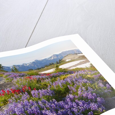 Summer flowers and Tatoosh Mountains, Paradise, Mount Rainier National Park, Washington State by Anonymous