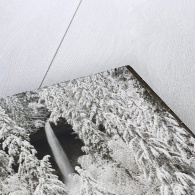 North Falls surrounded by snow-covered trees by Anonymous