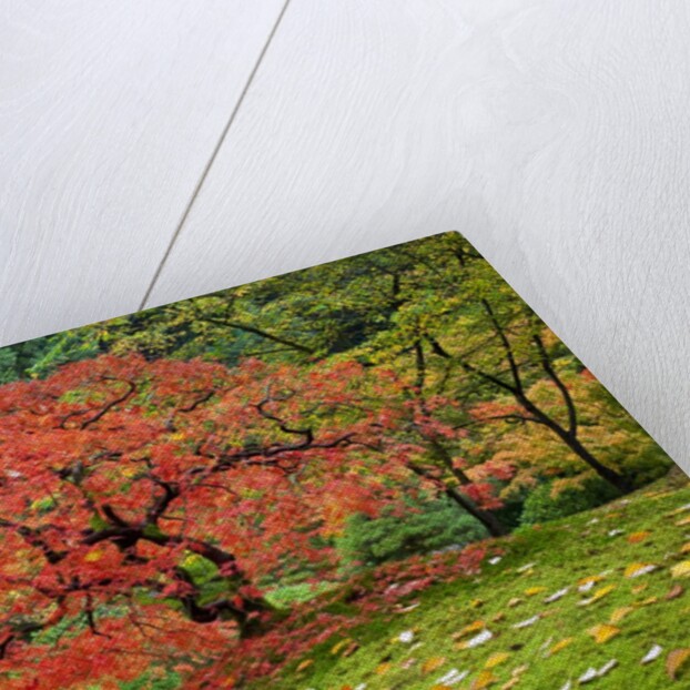 Japanese Maple in garden by Anonymous
