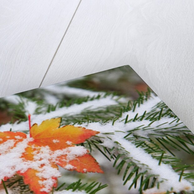 Snow colored maple leaf on a pine branch, Mount Hood, Oregon by Anonymous