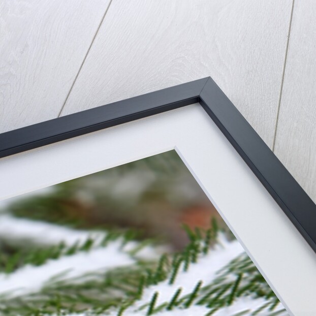 Snow colored maple leaf on a pine branch, Mount Hood, Oregon by Anonymous