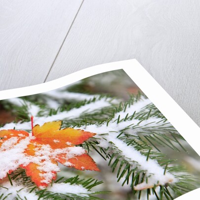 Snow colored maple leaf on a pine branch, Mount Hood, Oregon by Anonymous