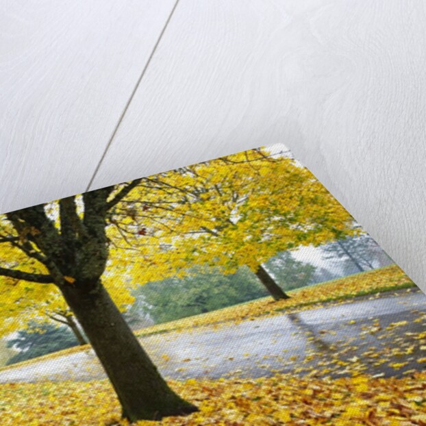 Tree-lined country road in autumn by Anonymous