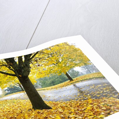 Tree-lined country road in autumn by Anonymous