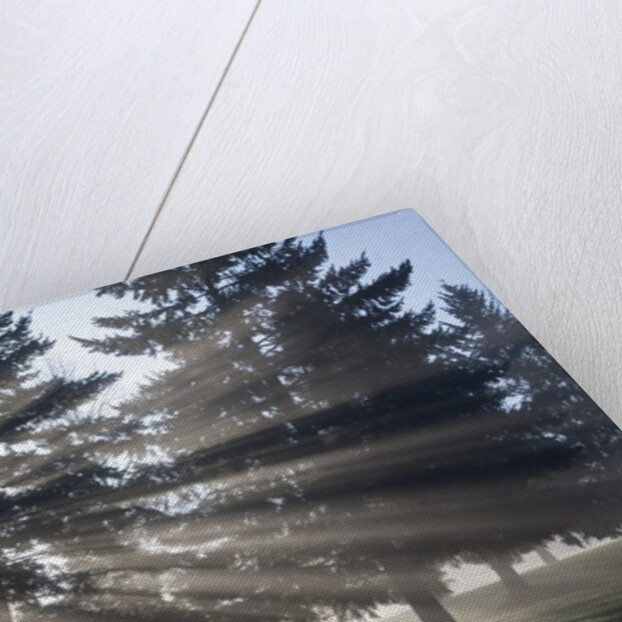 Sunrise through fog and trees, Willamette Valley, Oregon by Anonymous