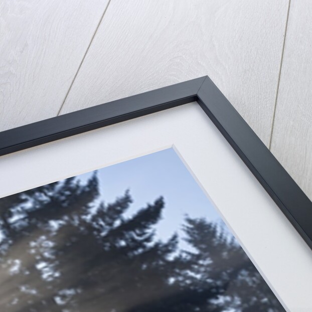 Sunrise through fog and trees, Willamette Valley, Oregon by Anonymous