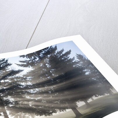Sunrise through fog and trees, Willamette Valley, Oregon by Anonymous