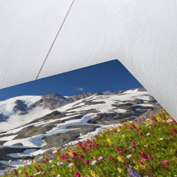 Field of wildflowers and Mount Rainier by Anonymous