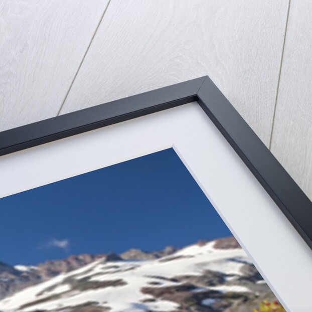 Field of wildflowers and Mount Rainier by Anonymous