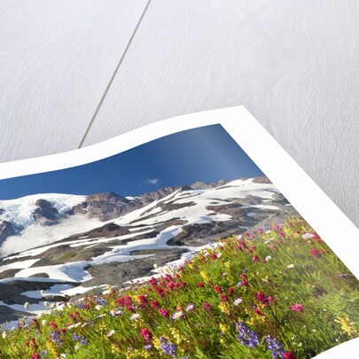 Field of wildflowers and Mount Rainier by Anonymous