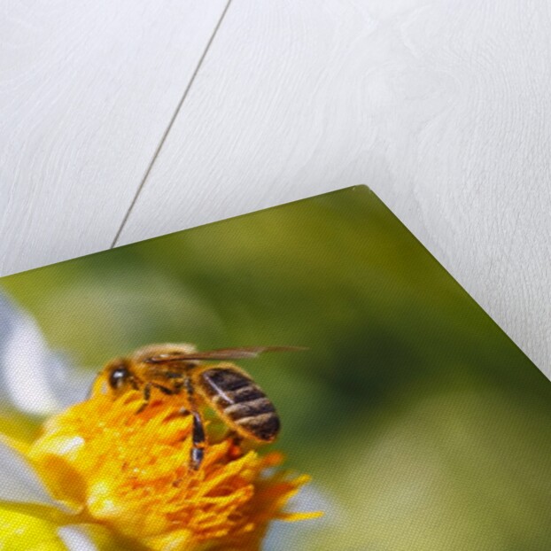 Bee on dahlia flower, Willamette Valley, Oregon by Anonymous