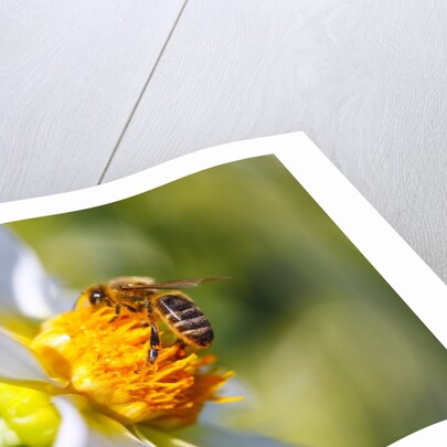 Bee on dahlia flower, Willamette Valley, Oregon by Anonymous