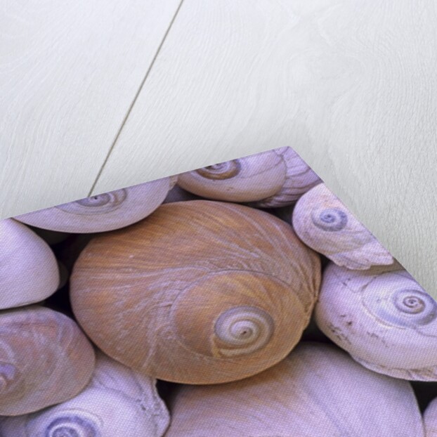 The Distinctive Shells of Lewis's Moonsnails (Polinices Lewissi); Broken Group Islands, Pacific Rim National Park, Vancouver Island, British Columbia, Canada. by Anonymous