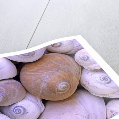 The Distinctive Shells of Lewis's Moonsnails (Polinices Lewissi); Broken Group Islands, Pacific Rim National Park, Vancouver Island, British Columbia, Canada. by Anonymous