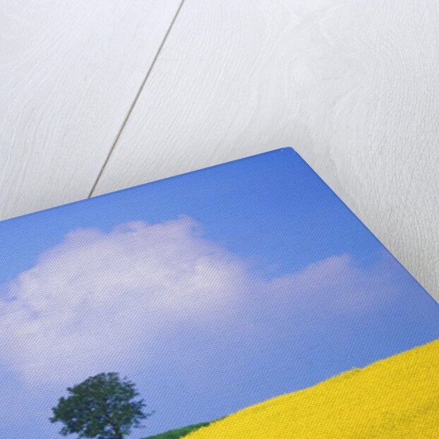 Canola Crop with Lone Tree, Blue Sky and Cumulus Clouds in South of France by Anonymous