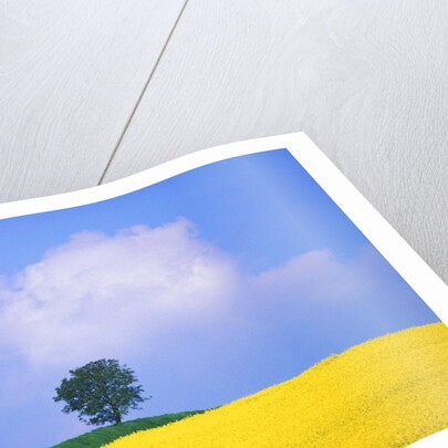 Canola Crop with Lone Tree, Blue Sky and Cumulus Clouds in South of France by Anonymous