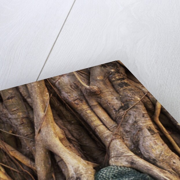 South East Asia, Thailand, Ayuthaya, Wat Mahathat, Buddha Head Entwined in Roots of Banyan Tree by Anonymous