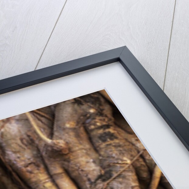 South East Asia, Thailand, Ayuthaya, Wat Mahathat, Buddha Head Entwined in Roots of Banyan Tree by Anonymous