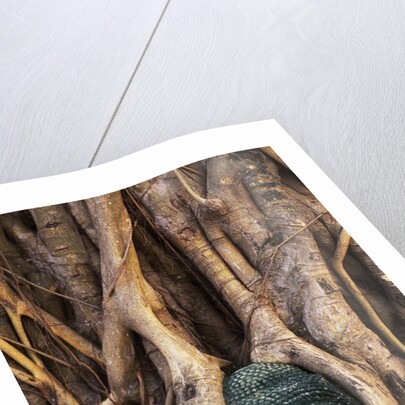 South East Asia, Thailand, Ayuthaya, Wat Mahathat, Buddha Head Entwined in Roots of Banyan Tree by Anonymous