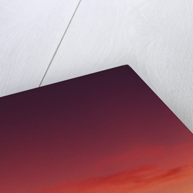 USA, California, Carmel, Highway 1 on Coast, Pebble Beach, Juniper Trees at Sunset by Anonymous