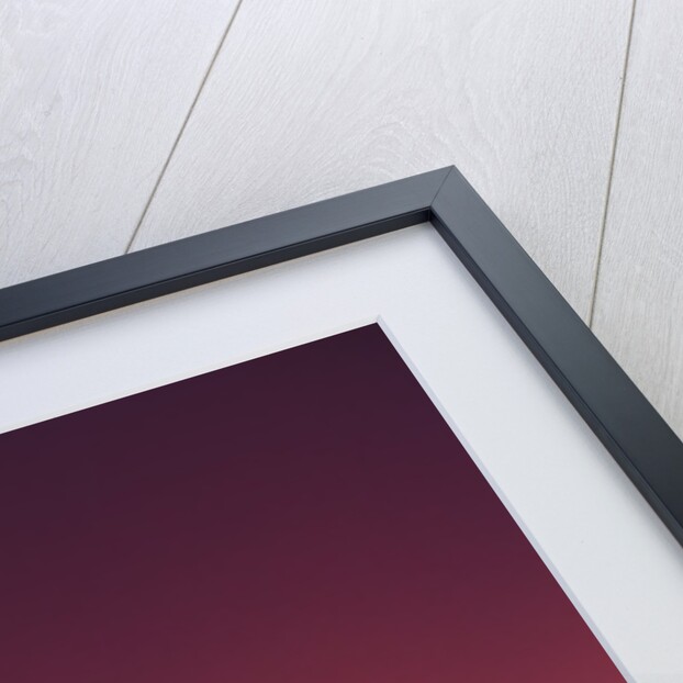 USA, California, Carmel, Highway 1 on Coast, Pebble Beach, Juniper Trees at Sunset by Anonymous