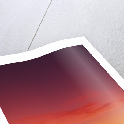 USA, California, Carmel, Highway 1 on Coast, Pebble Beach, Juniper Trees at Sunset by Anonymous