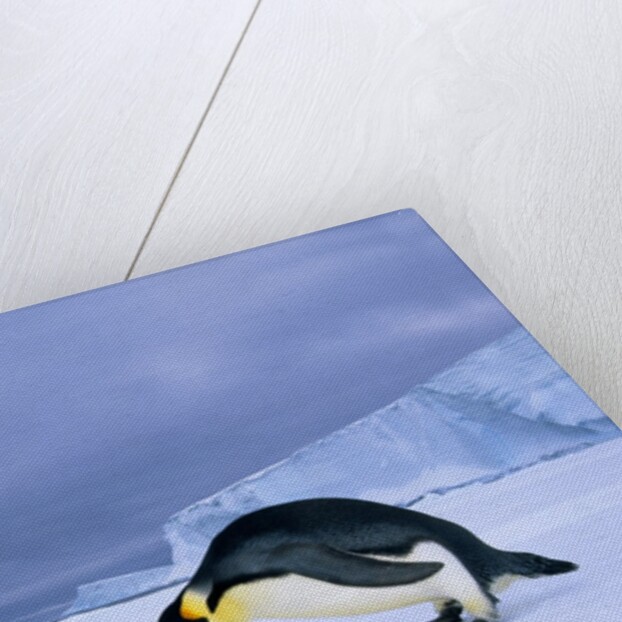 Emperor Penguin (Aptenodytes Forsteri) at the Edge of the Shorefast Ice, Drescher Inlet, 72 Degrees South, Weddell Sea, Antarctica. by Anonymous
