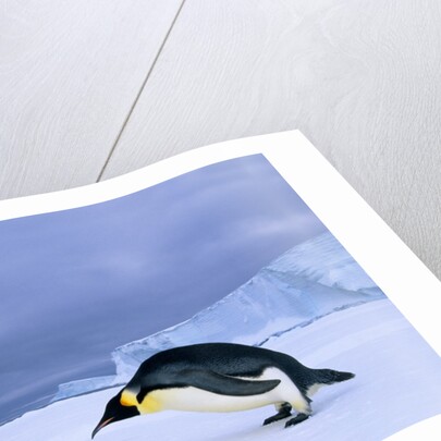 Emperor Penguin (Aptenodytes Forsteri) at the Edge of the Shorefast Ice, Drescher Inlet, 72 Degrees South, Weddell Sea, Antarctica. by Anonymous