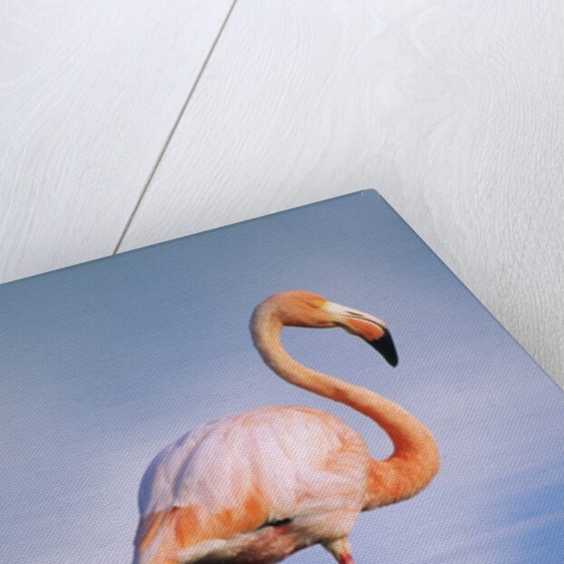 Greater Flamingo (Phoenicopterus Ruber), Isabela Island, Galapagos Archipelago, Ecuador by Anonymous