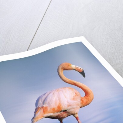 Greater Flamingo (Phoenicopterus Ruber), Isabela Island, Galapagos Archipelago, Ecuador by Anonymous