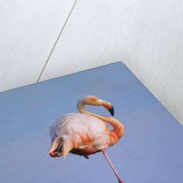 Greater Flamingo (Phoenicopterus Ruber), Isabela Island, Galapagos Archipelago, Ecuador by Anonymous