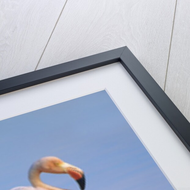 Greater Flamingo (Phoenicopterus Ruber), Isabela Island, Galapagos Archipelago, Ecuador by Anonymous