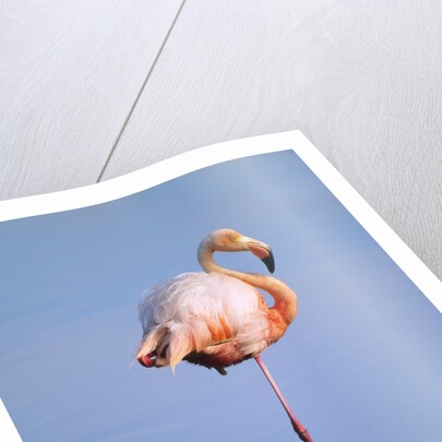 Greater Flamingo (Phoenicopterus Ruber), Isabela Island, Galapagos Archipelago, Ecuador by Anonymous