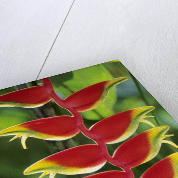 Heliconia, Trinidad, West Indies by Anonymous