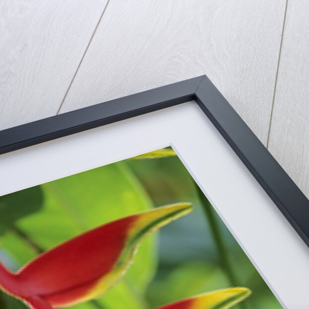 Heliconia, Trinidad, West Indies by Anonymous