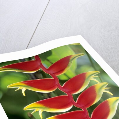 Heliconia, Trinidad, West Indies by Anonymous
