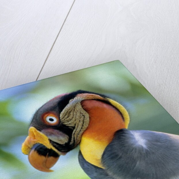 Adult King Vulture (Sarcoramphus Papa) with a Distended Crop from Feeding on Carrion, Panama. by Anonymous