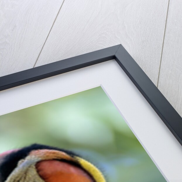 Adult King Vulture (Sarcoramphus Papa) with a Distended Crop from Feeding on Carrion, Panama. by Anonymous