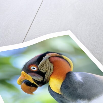 Adult King Vulture (Sarcoramphus Papa) with a Distended Crop from Feeding on Carrion, Panama. by Anonymous