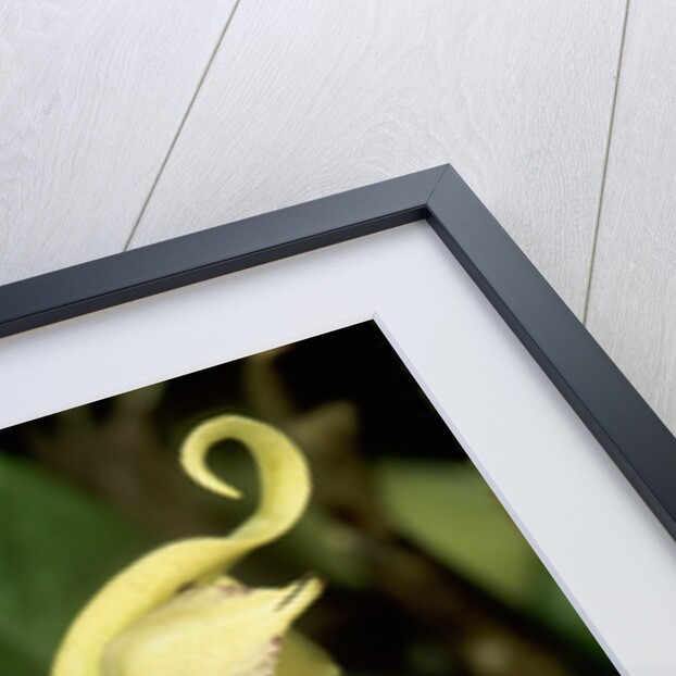 Orchid Species, Tropical Rain Forest, Panama by Anonymous