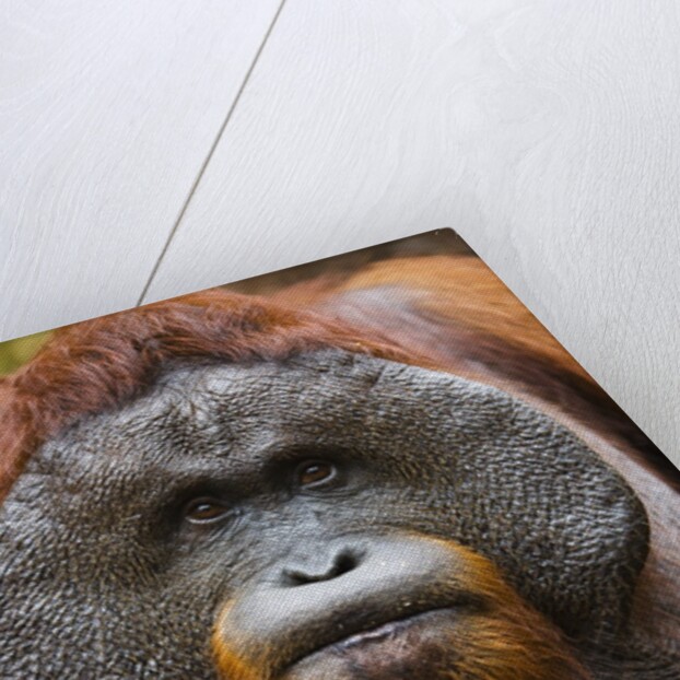 Dominant male orangutan by Anonymous