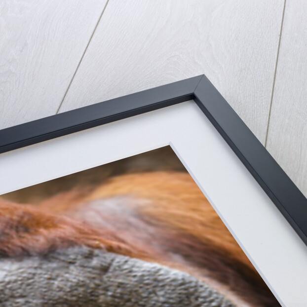 Dominant male orangutan by Anonymous