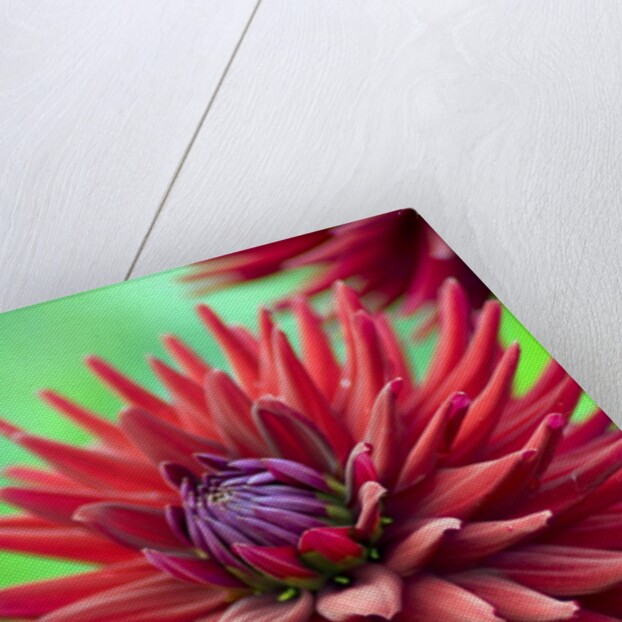 Weston Pirate dahlia in bloom by Anonymous