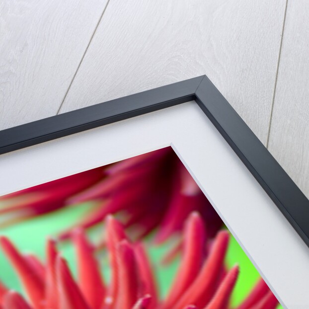 Weston Pirate dahlia in bloom by Anonymous