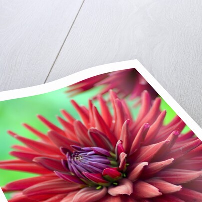 Weston Pirate dahlia in bloom by Anonymous