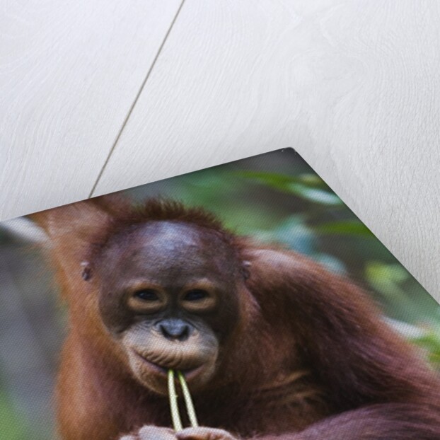 Sub adult male orangutan by Corbis