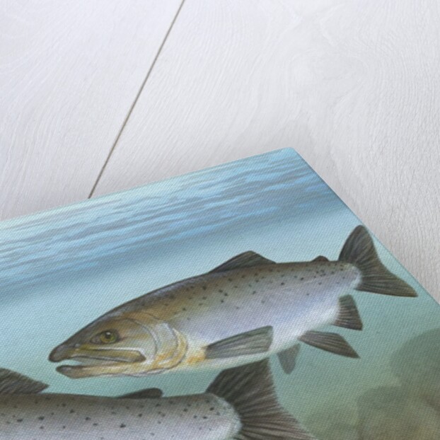 Pacific salmon by Anonymous